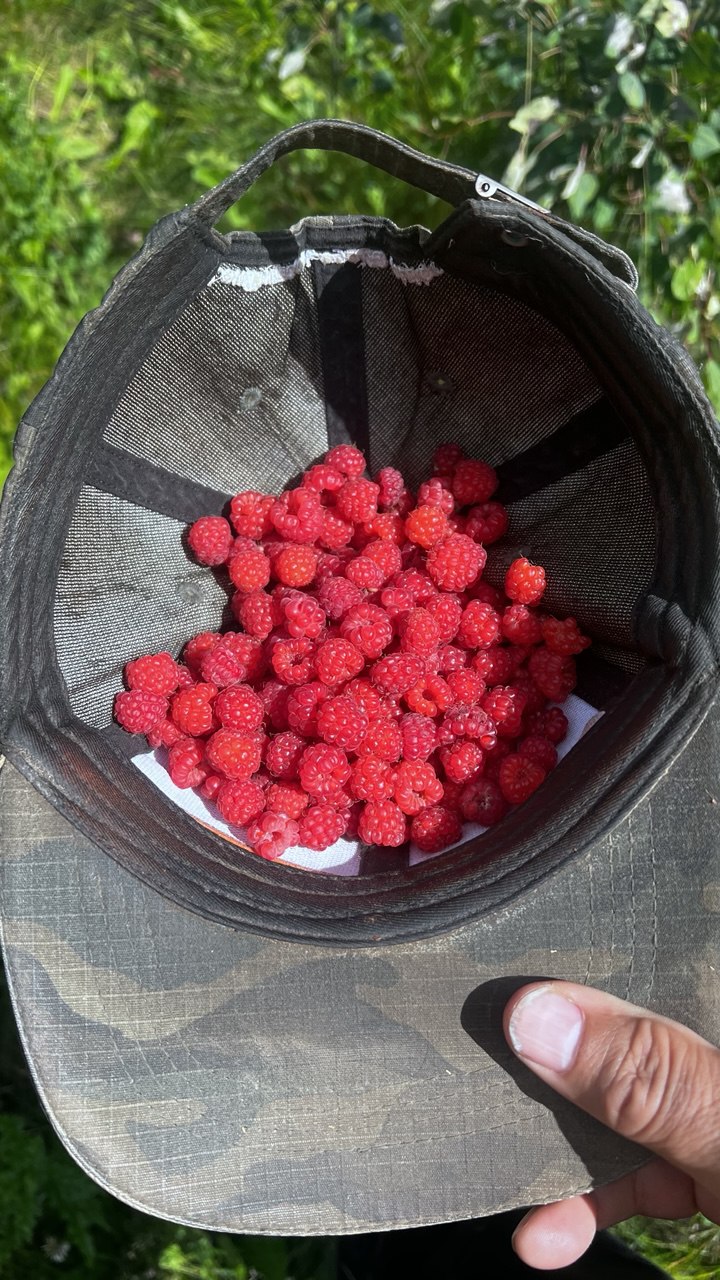 Wild Wonders of the Alberta Foothills: A Berry Delight!