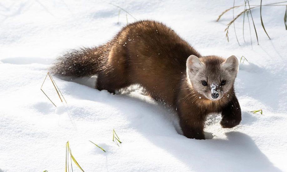 Wildlife Wednesday - Pine Marten